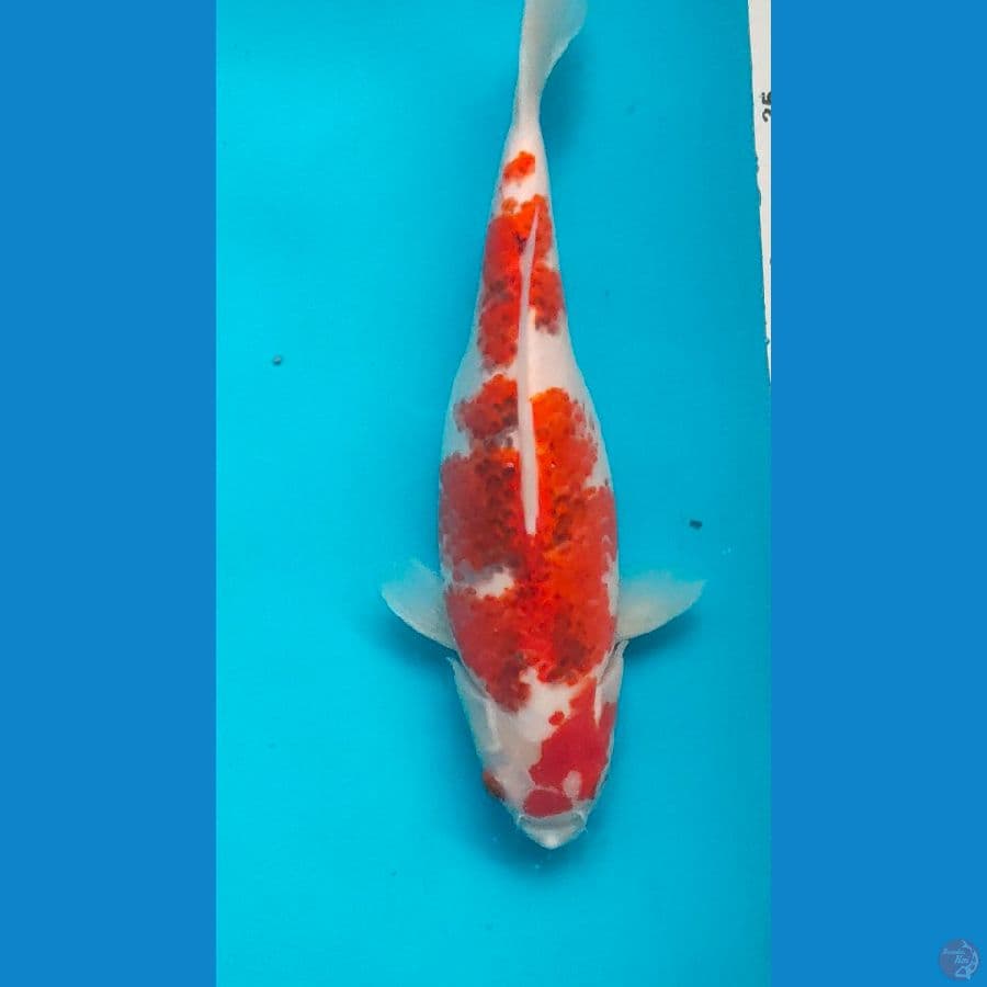 ai goromo 27cm original