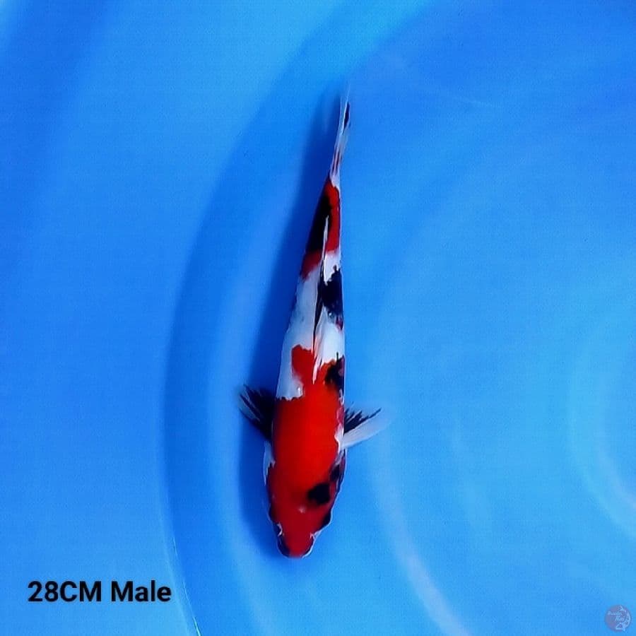 Showa 28CM Male