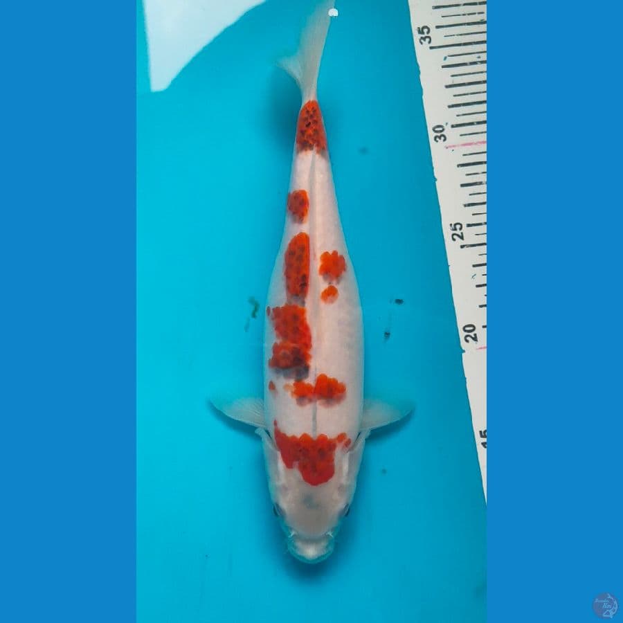 ai goromo 25cm