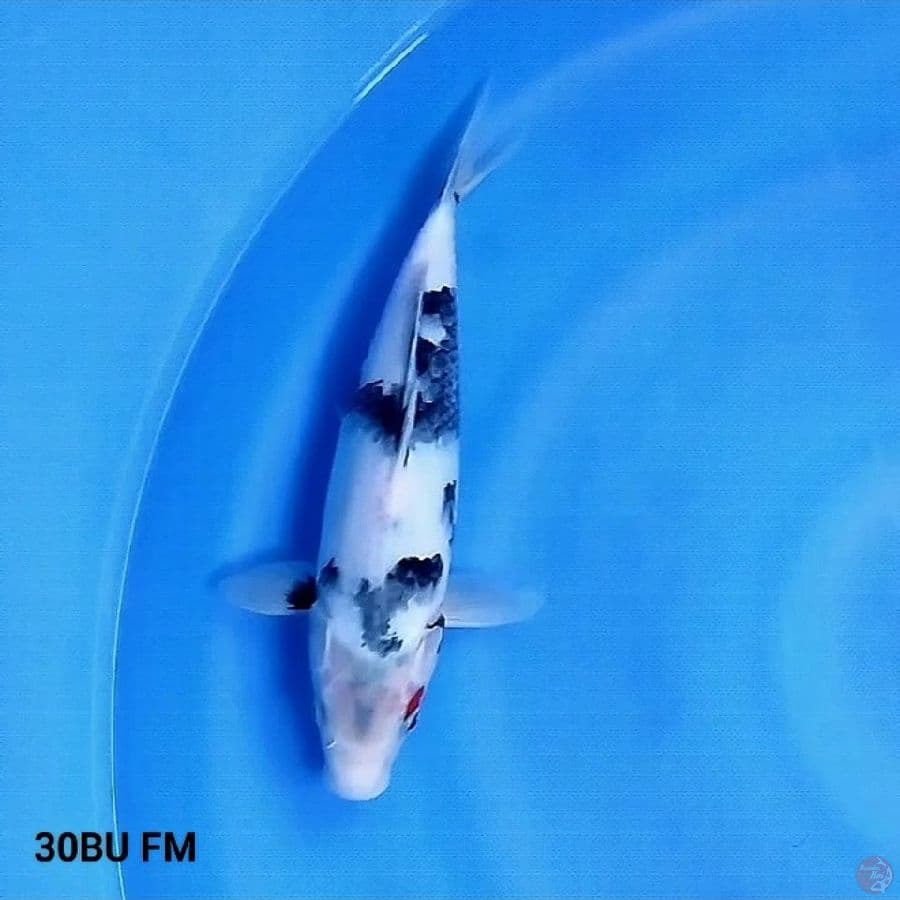 Shiro Tategoi 30BU FM
