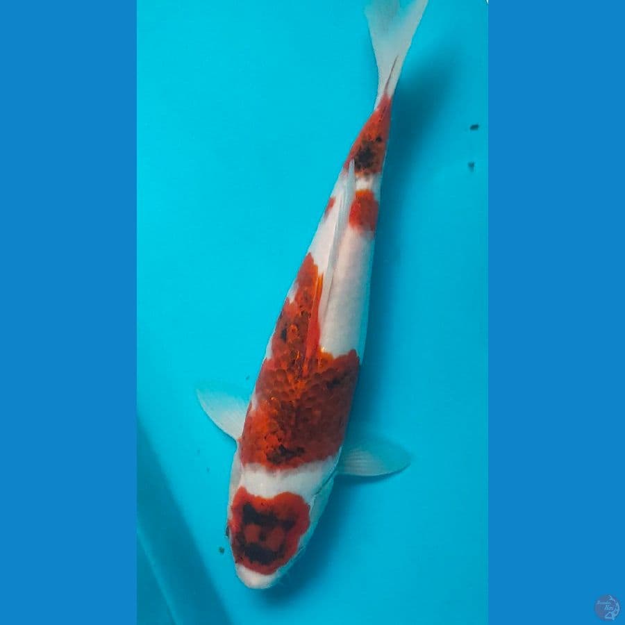 koromo f1 28 Cm original/male