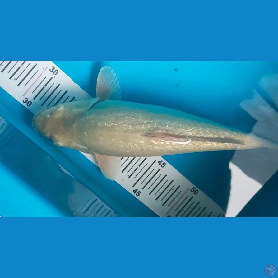 soragoi ginrin 29cm punuk badak