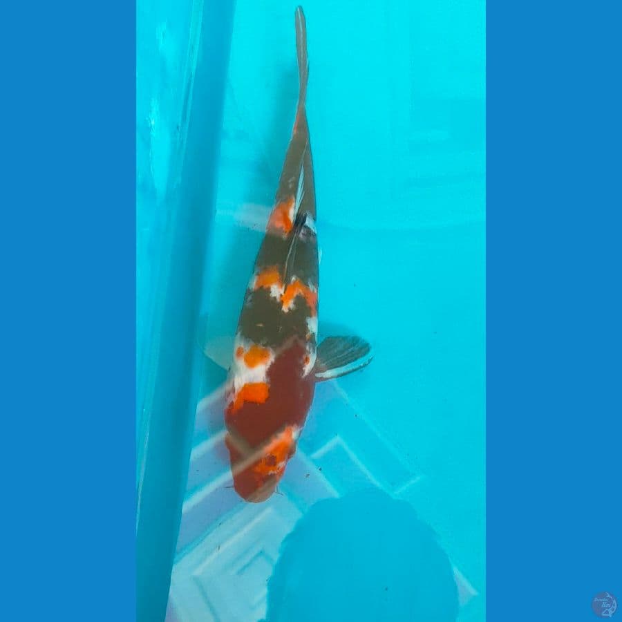 showa original male 22cm