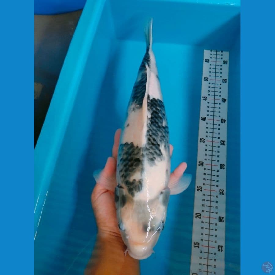 SHIRO TATAGOI 43CM FEMALE