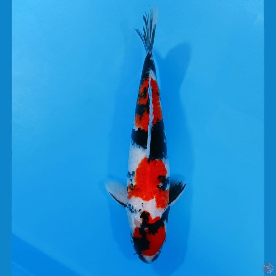 Maruten Showa 38/M
