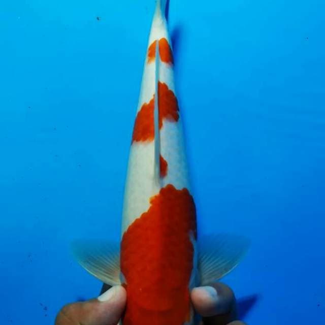 Kohaku 2
