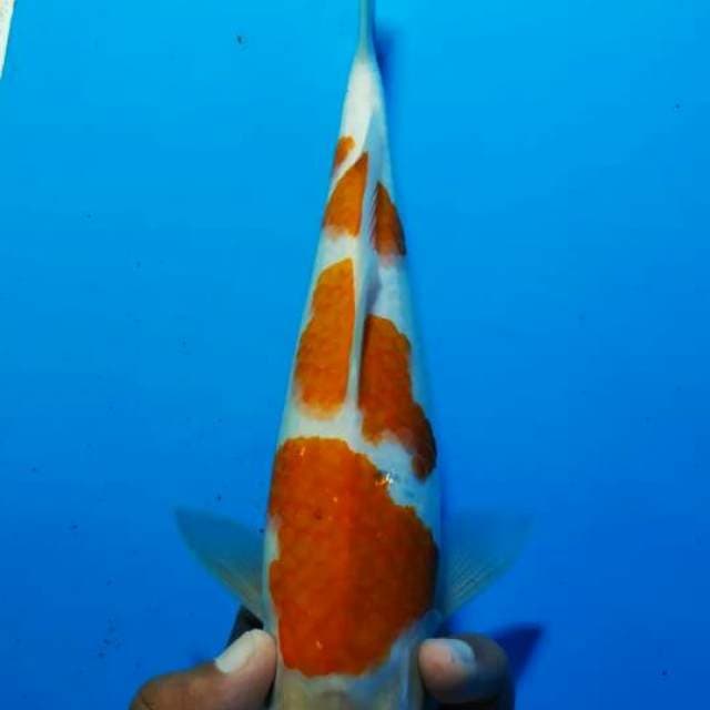 Kohaku 3