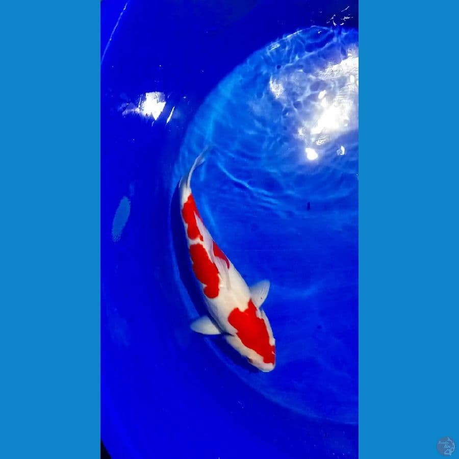 kohaku doitsu 38 cm