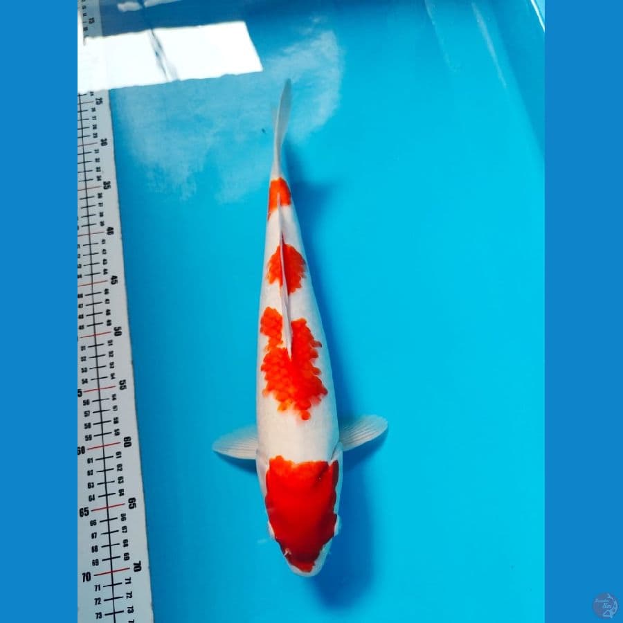 kohaku 40cm