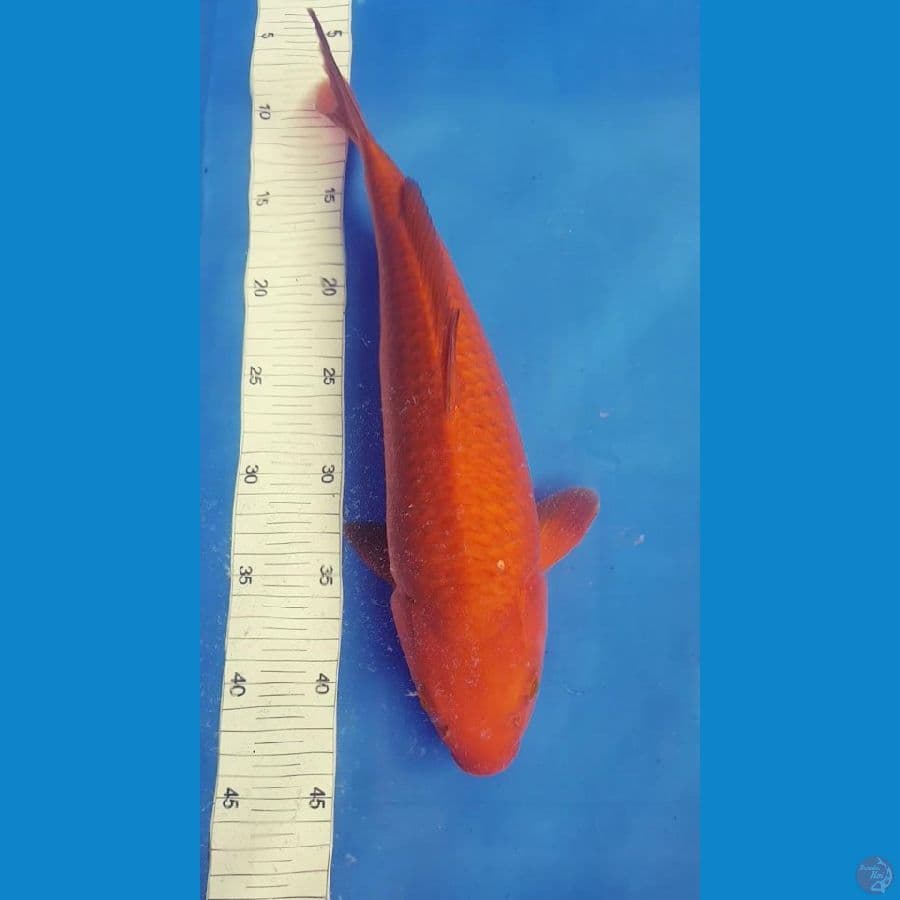 Chagoi Merah Bata 37Cm Female 001