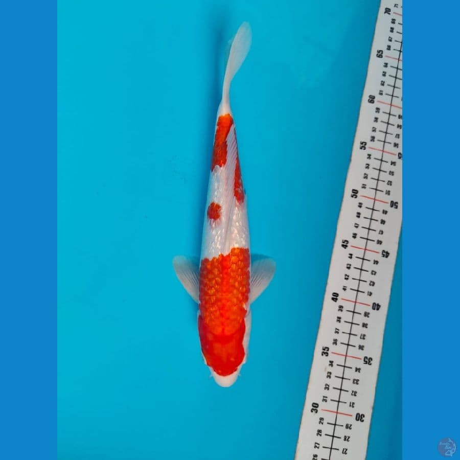 kohaku ginrin 32cm