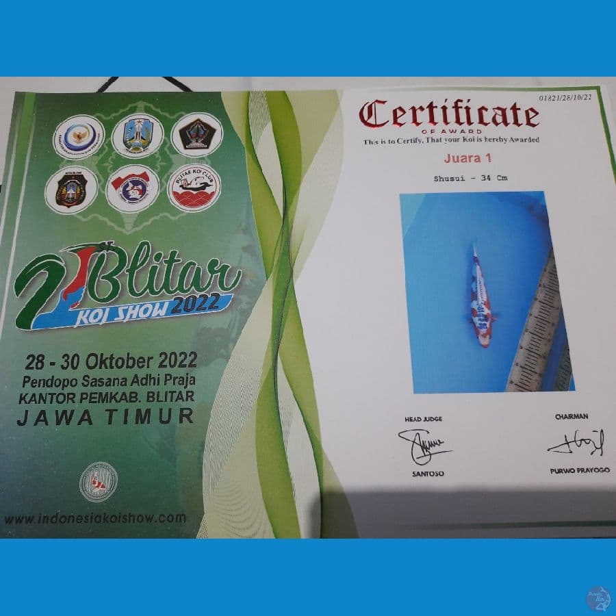34cm Juara 1 piala presiden