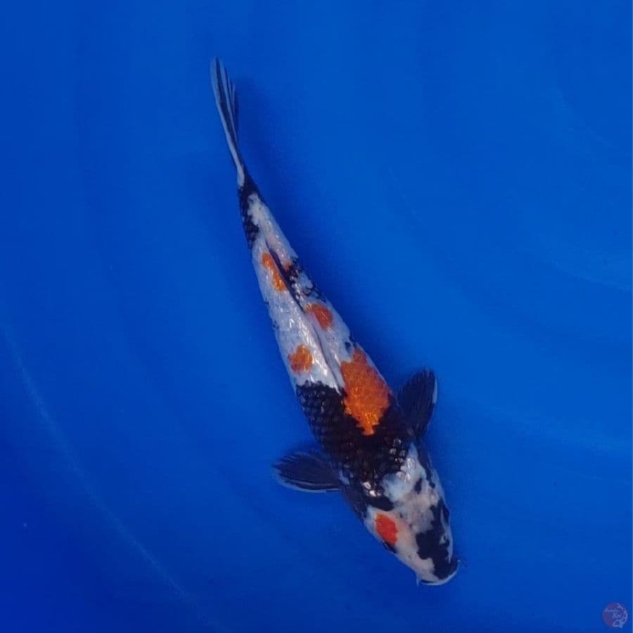 Koi Import Jepang Ginrin Showa (Sertifikat Dainichi) 29cm Super