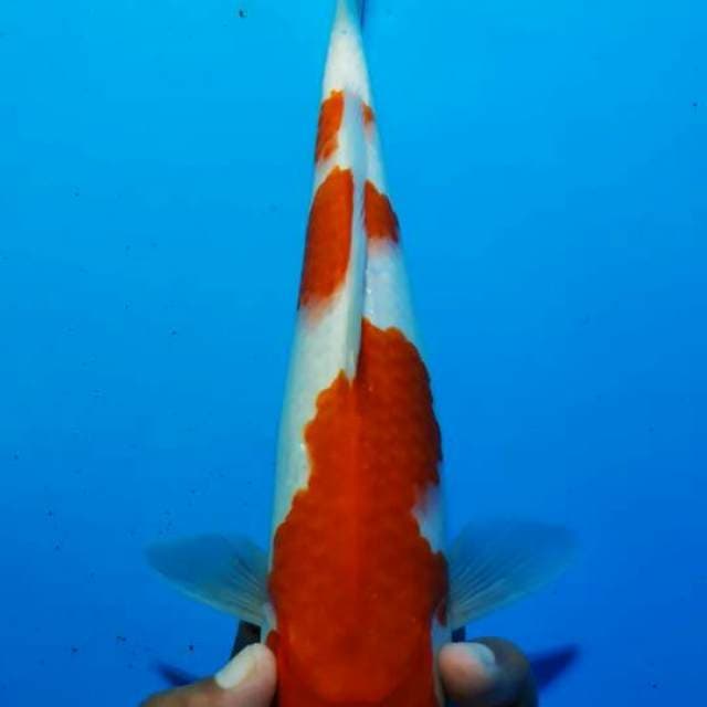Kohaku 5