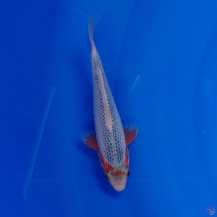 Koi Import Jepang Asagi (Sertifikat Tanaka) 22cm Super