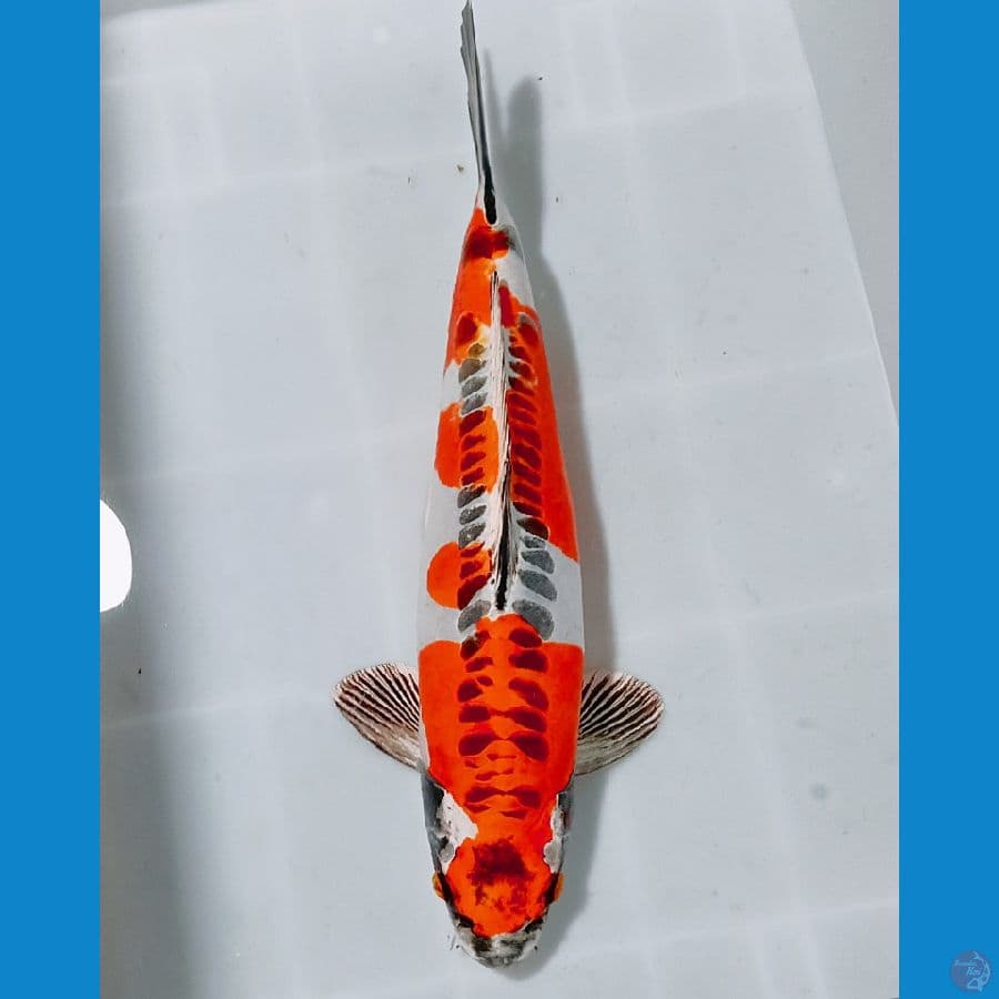 BENY KIKO 40BU MALE