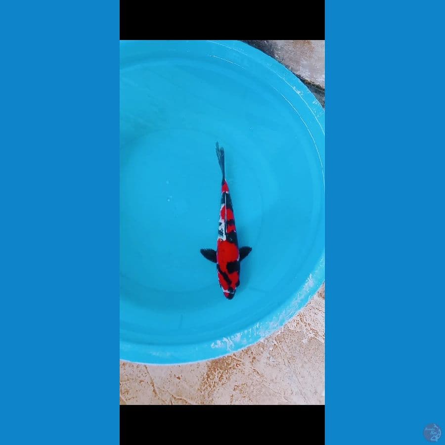 Showa 25CM
