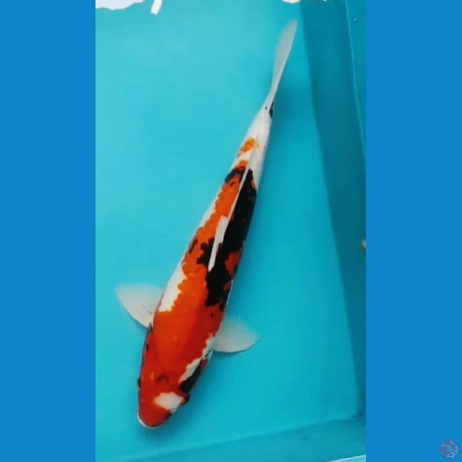 Showa body mantab 40cm