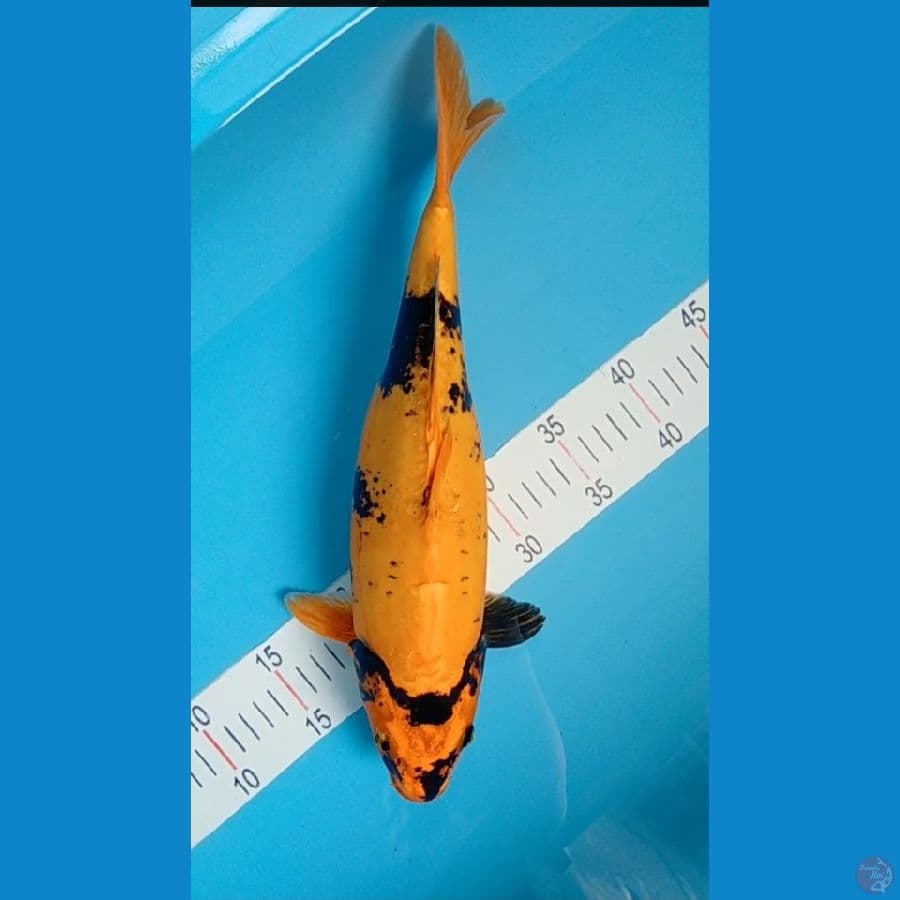 kin ki utsuri Doitsu 38 cm
