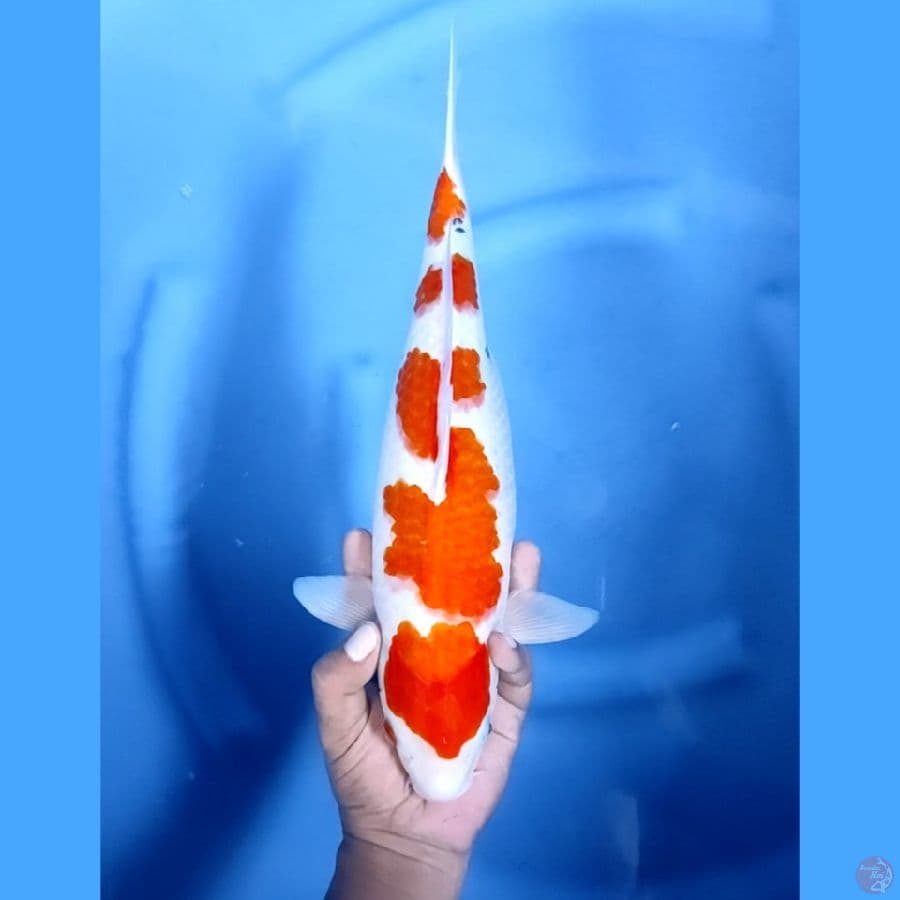 37CM # ORIGINAL SANKE - F
