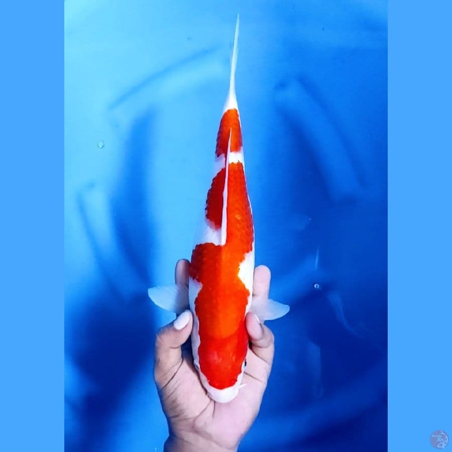 33CM # KOHAKU - F