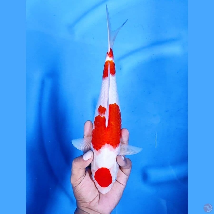 31CM # MARUTEN KOHAKU - F