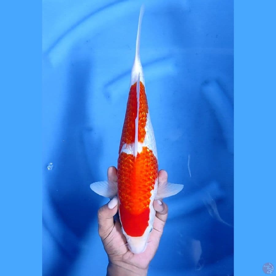 37CM # KOHAKU GINRIN - F