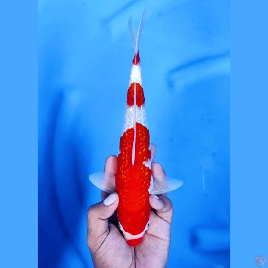 27CM # KOHAKU GINRIN STRONG - M