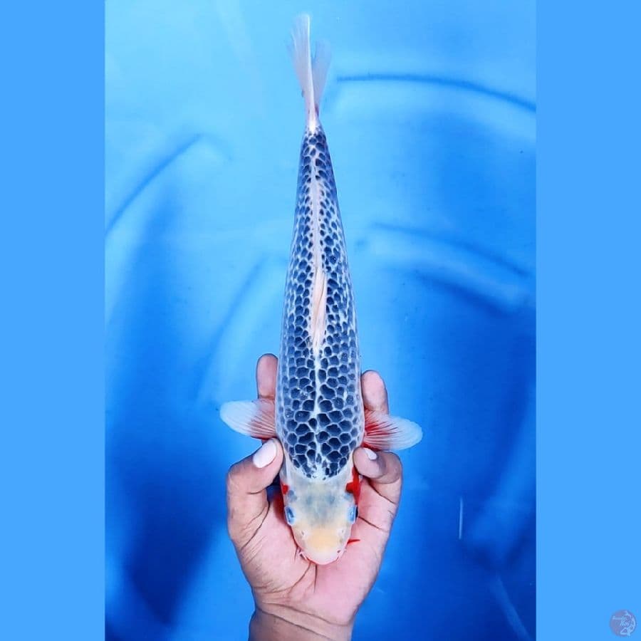 34CM # ASAGI QUALITY - M