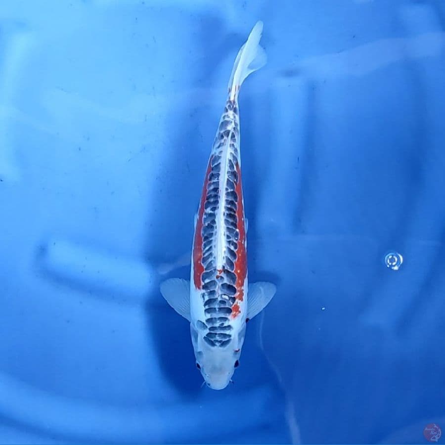33CM # HANA SHUSUI - M