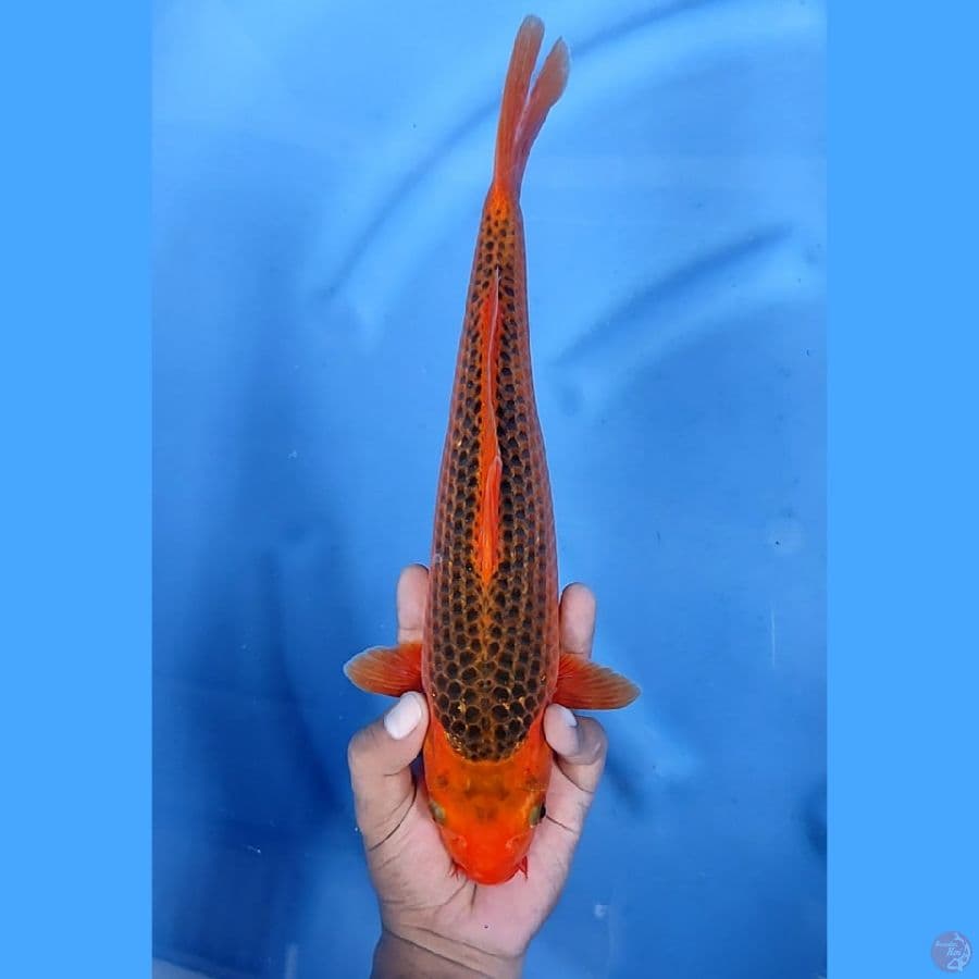 33CM # AKA MATSUBA - M