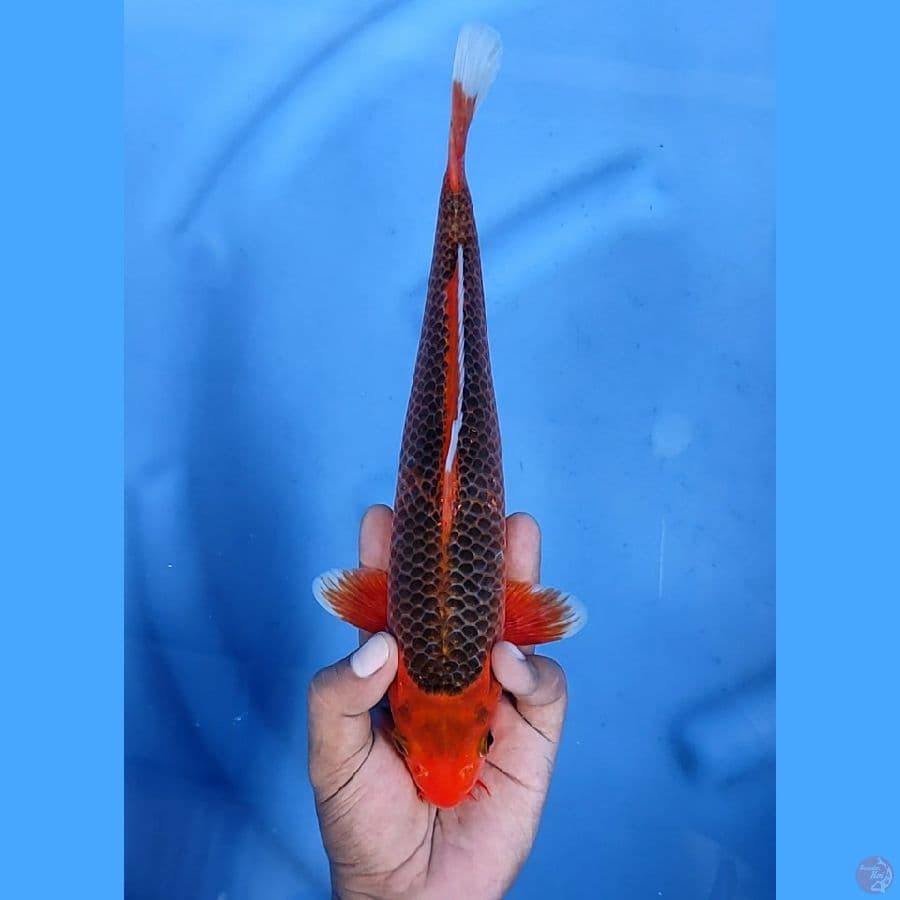 30CM # AKA MATSUBA - M