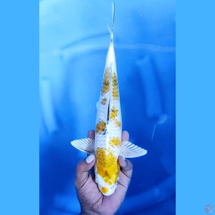 34CM # KIN KI SHOWA - M