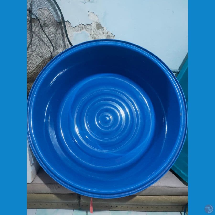 baru bak selfi koi diameter 90cm tebal