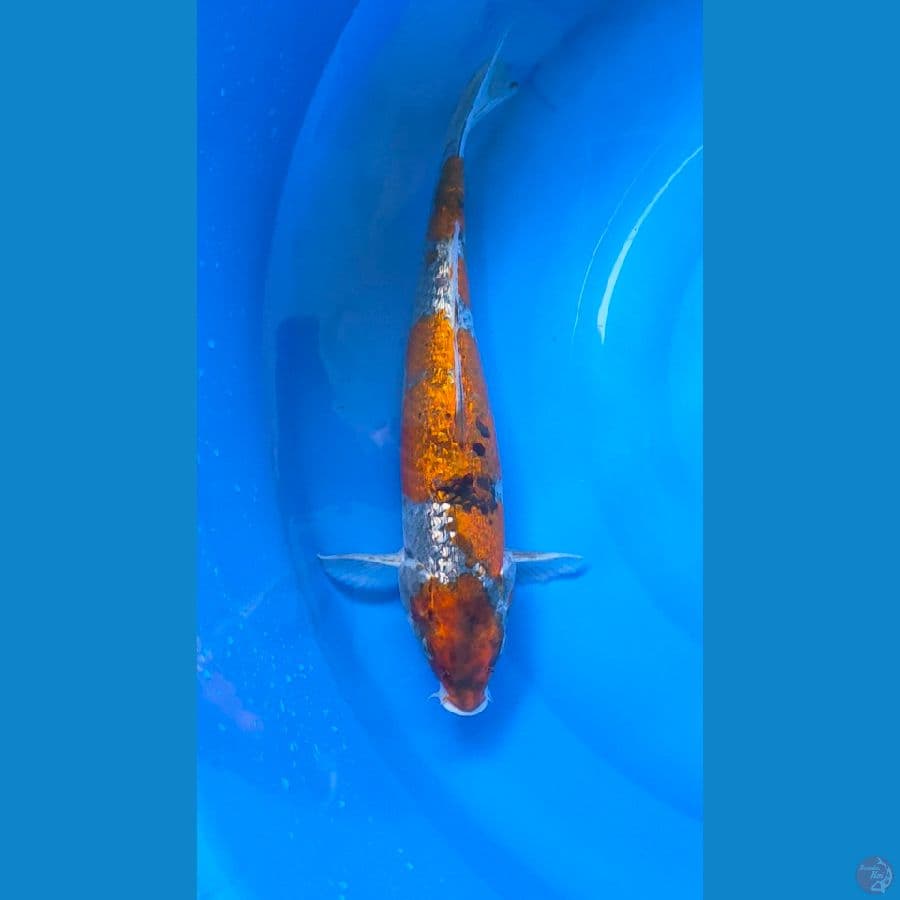 goshiki impor kawakami 44cm female