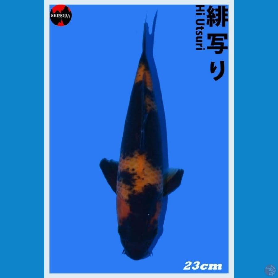 Import Hi Utsuri 23cm Shinoda