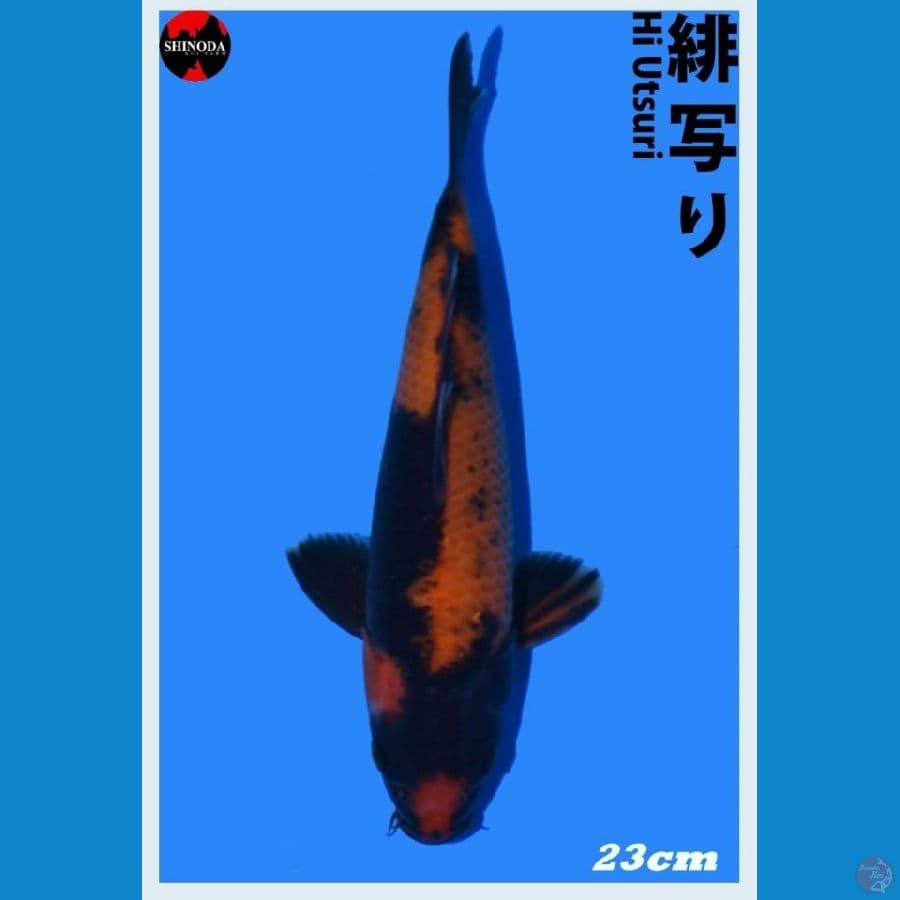 Hi Utsuri 24cm Import Sertifikat Farm Shinoda