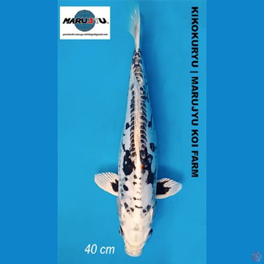 Kikokuryu Jumbo Import Farm Maruju 40 BU