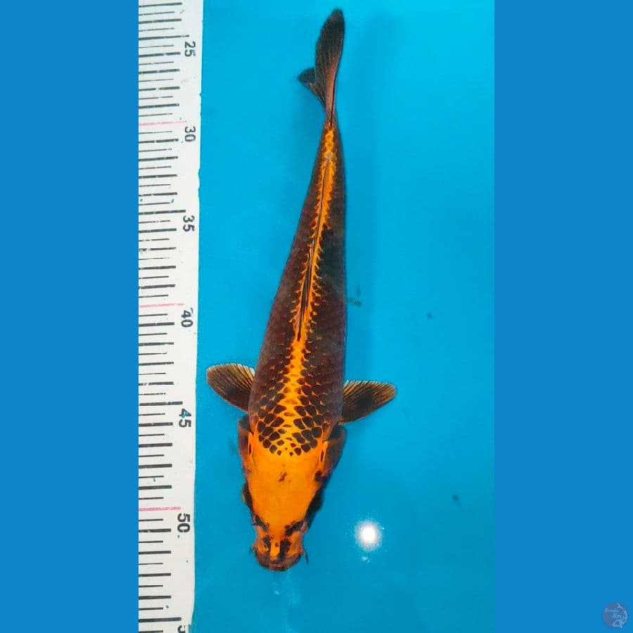 matsuba male 26cm