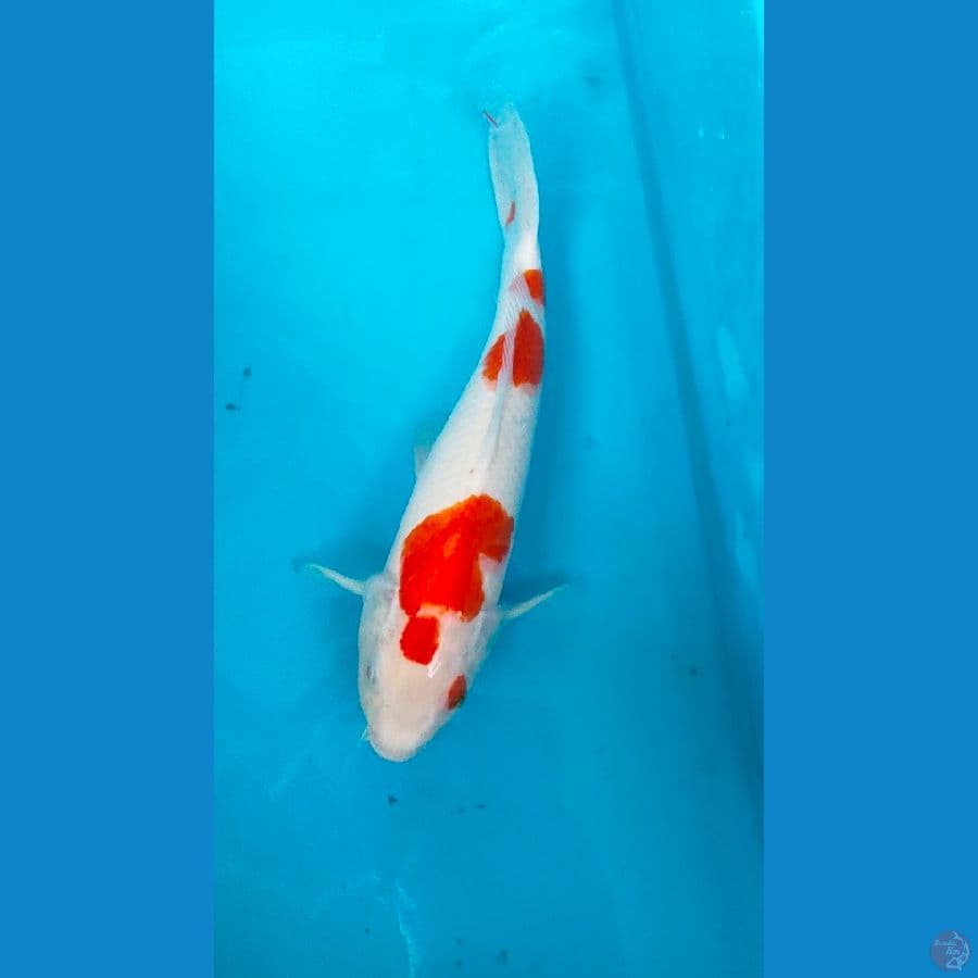 kohaku 30cm male