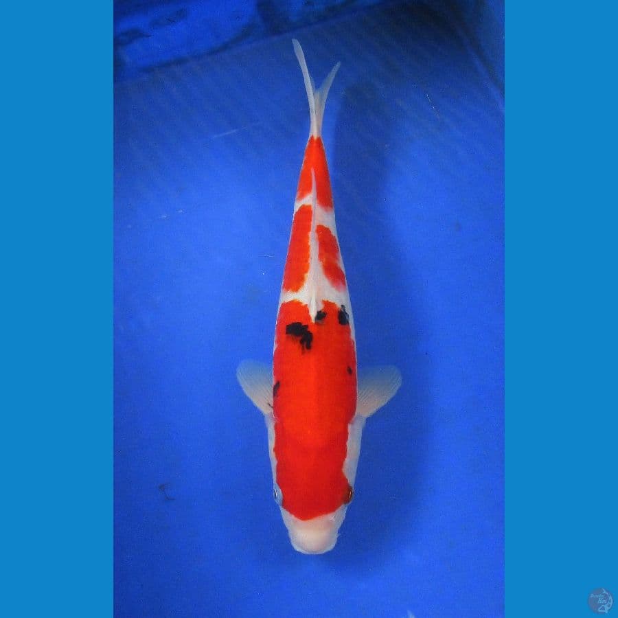 sanke ±32cm