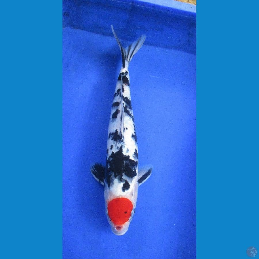 tancho ±36cm