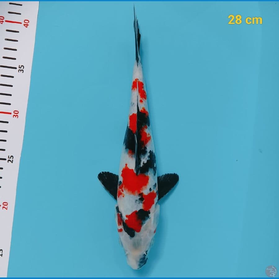 showa 28 cm