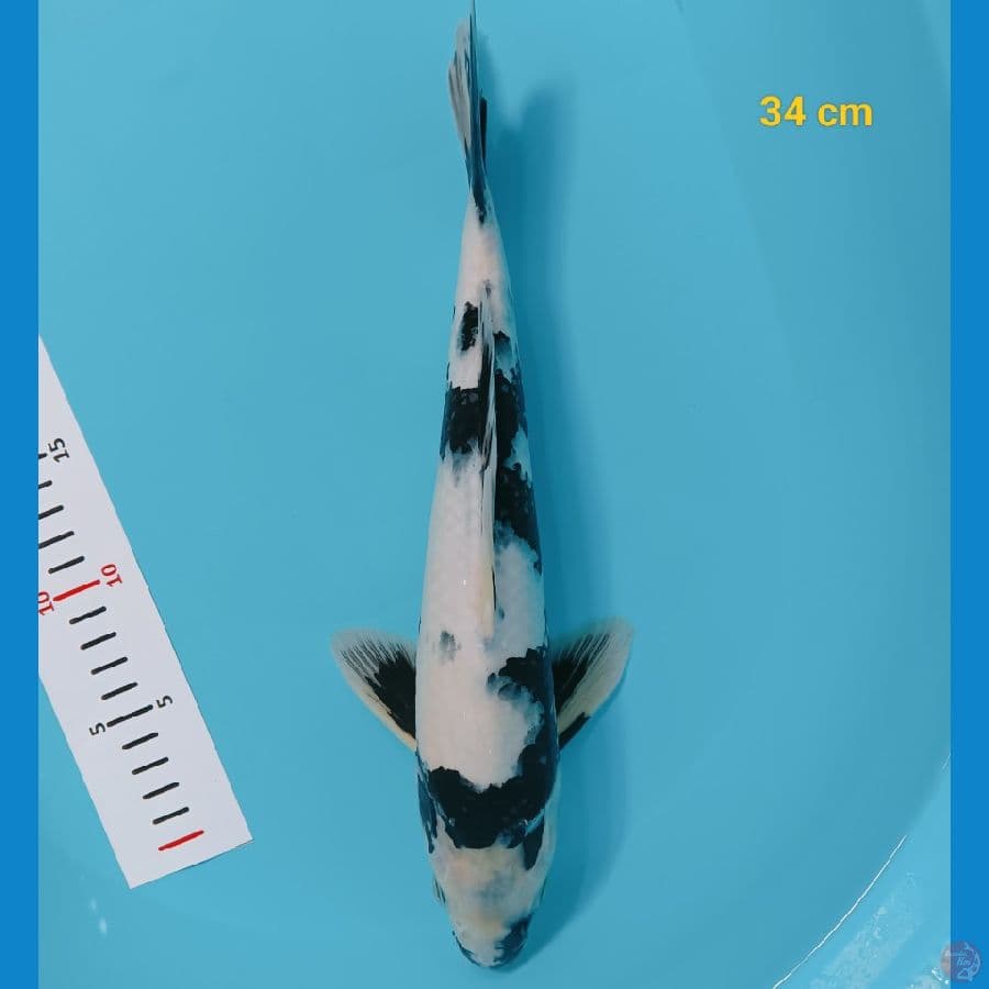 SQ calon jumbo 34 cm