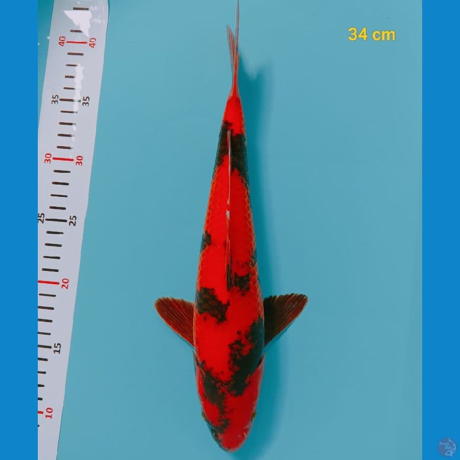 SQ Hi Utsuri male 34 cm