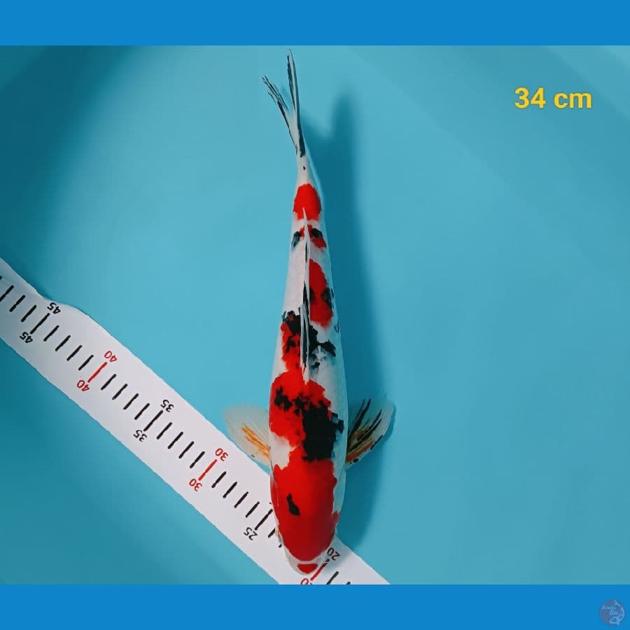 Sanke male 34 cm