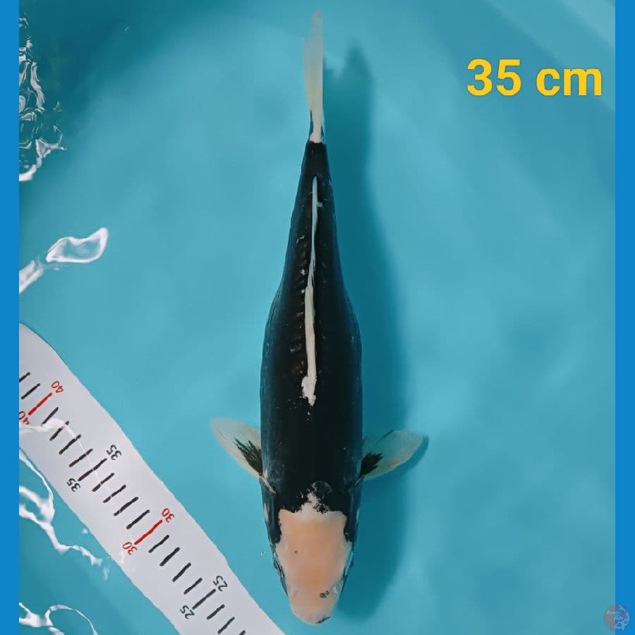 SQ kumon 35 cm