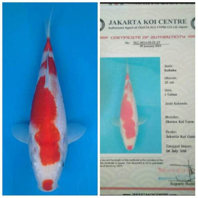 Okawa Kohaku
