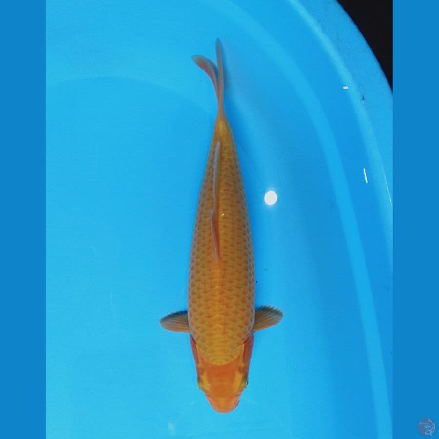good fukurin 35cm