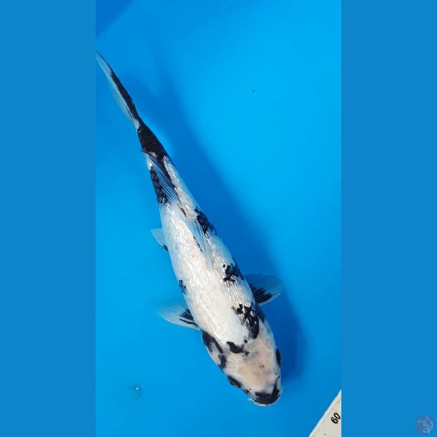 Shiro Ginrin SQ 31cm